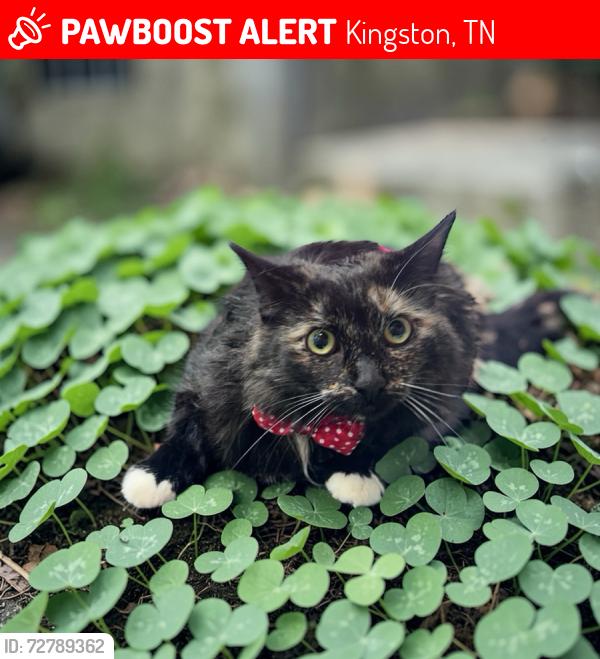 Lost Female Cat last seen Lawnville Rd/Hobson Rd, Kingston, TN 37763
