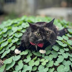 Lost Female Cat last seen Lawnville Rd/Hobson Rd, Kingston, TN 37763