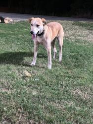 Found/Stray Male Dog last seen Spinx in Campobello, Campobello, SC 29322