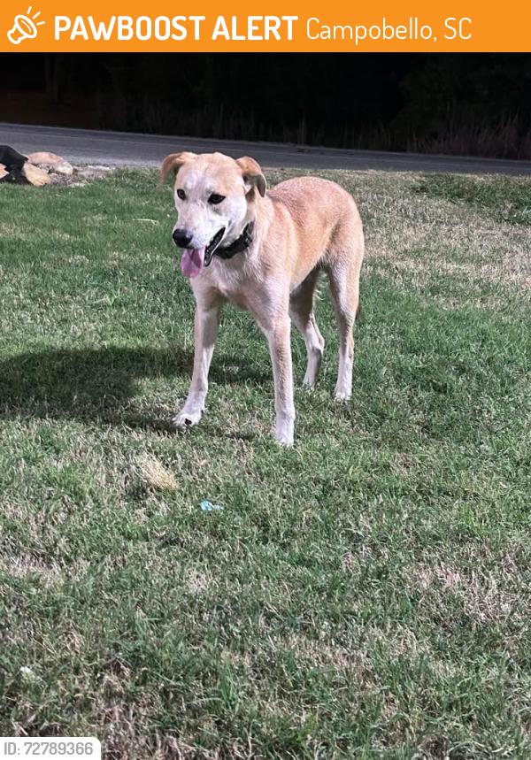 Found/Stray Male Dog last seen Spinx in Campobello, Campobello, SC 29322