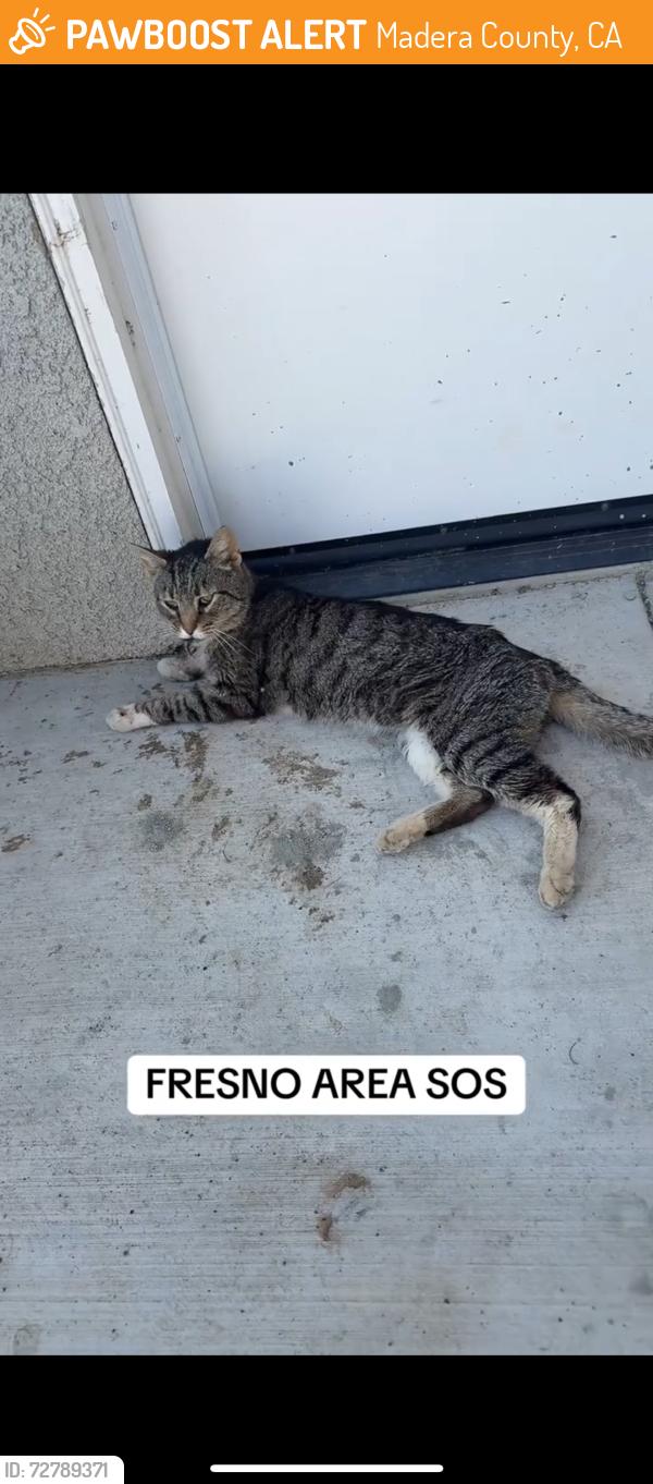 Found/Stray Unknown Cat last seen Brightwood rd, Madera County, CA 93638