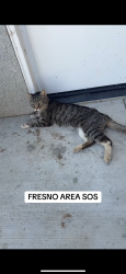 Found/Stray Unknown Cat last seen Brightwood rd, Madera County, CA 93638