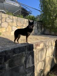 Found/Stray Unknown Dog last seen Magrath Cres, Spence, Spence, ACT 2615