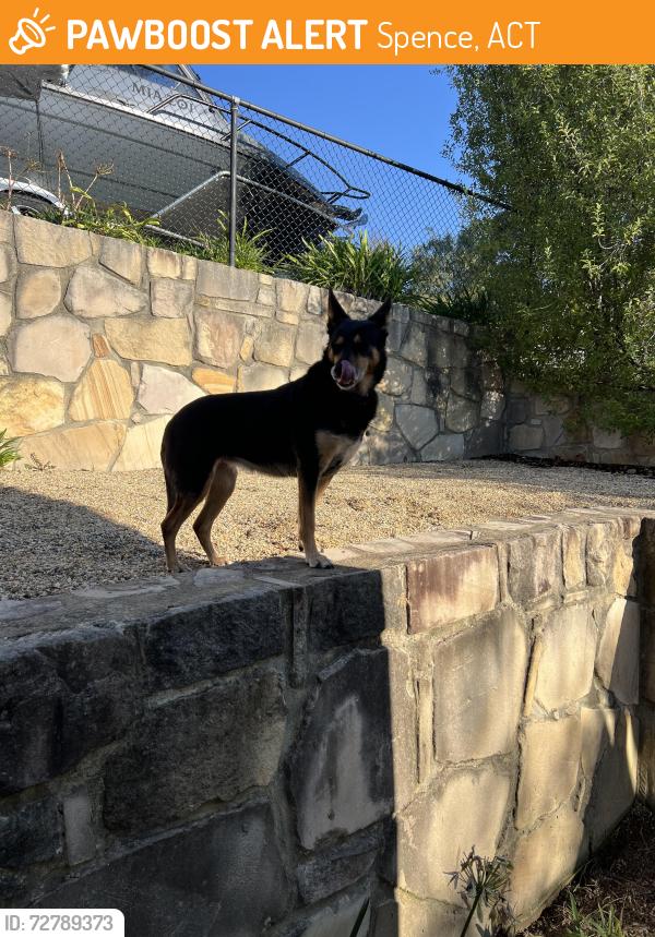 Found/Stray Unknown Dog last seen Magrath Cres, Spence, Spence, ACT 2615
