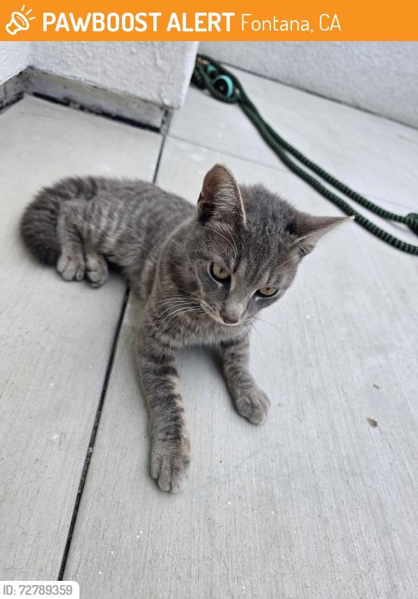 Found/Stray Unknown Cat last seen Citrus Ave and Lumia Way, Fontana, CA 92336