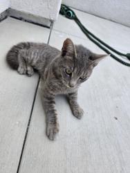 Found/Stray Unknown Cat last seen Citrus Ave and Lumia Way, Fontana, CA 92336