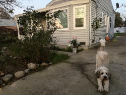 Lost Female Dog last seen Everyday i am looking for my Dog., Sacramento, CA 95820