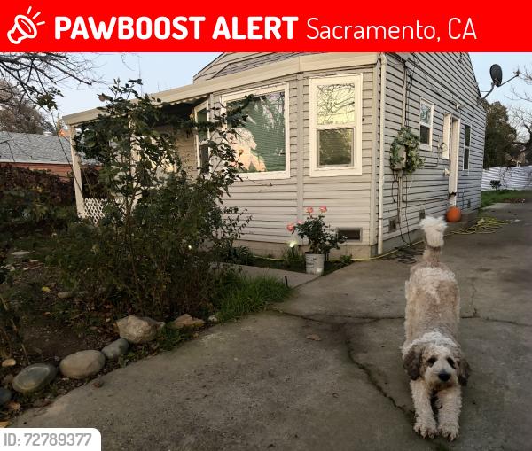 Lost Female Dog last seen Everyday i am looking for my Dog., Sacramento, CA 95820