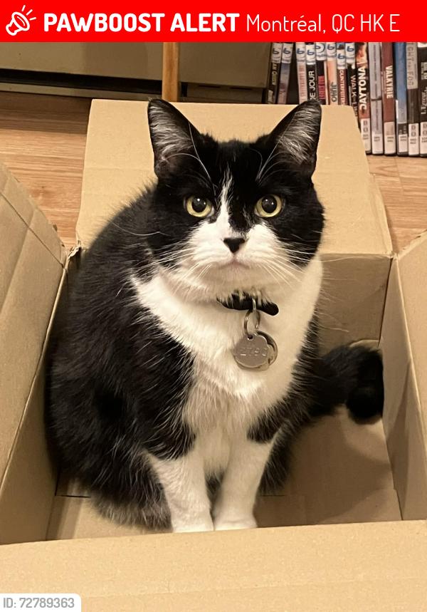 Lost Female Cat last seen rue d'Iberville / rue Sherbrooke / rue Hochelaga, Montréal, QC H2K 3E1