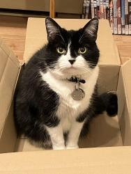 Lost Female Cat last seen rue d'Iberville / rue Sherbrooke / rue Hochelaga, Montréal, QC H2K 3E1