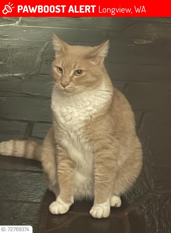 Lost Male Cat last seen Glenwood dr virginia pl lindsey dr, Longview, WA 98632