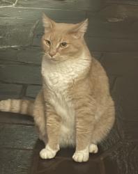 Lost Male Cat last seen Glenwood dr virginia pl lindsey dr, Longview, WA 98632