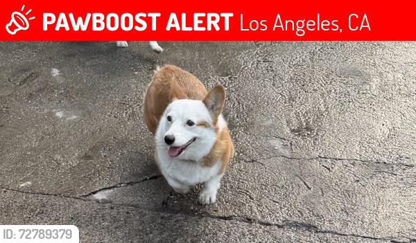 Lost Female Dog last seen Central and Avalon , Los Angeles, CA 90059