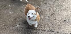 Lost Female Dog last seen Central and Avalon , Los Angeles, CA 90059