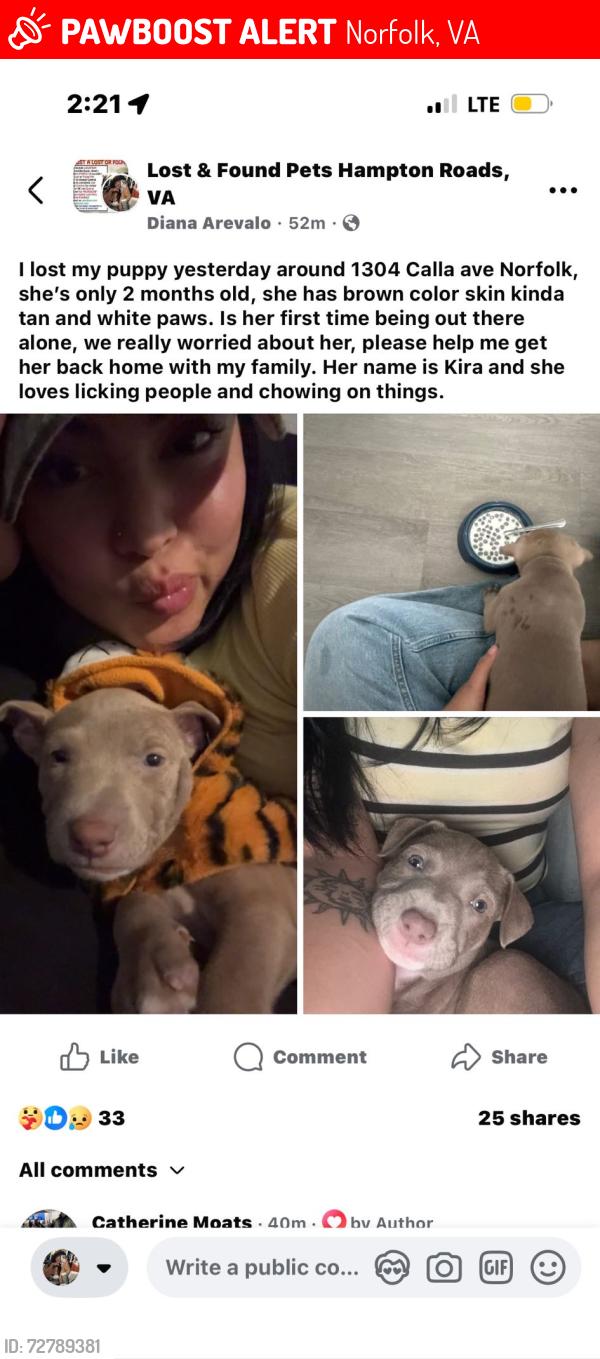 Lost Female Dog last seen Maplewood ave , Norfolk, VA 23503