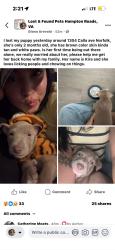 Lost Female Dog last seen Maplewood ave , Norfolk, VA 23503