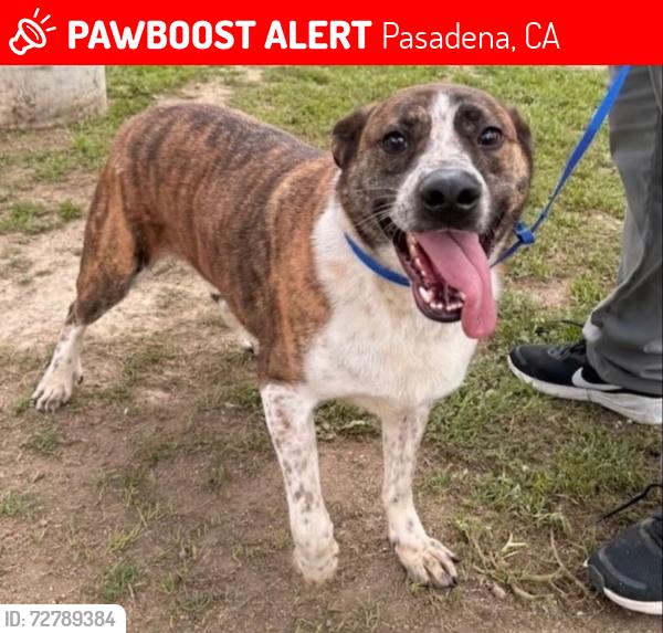 Lost Male Dog last seen S. Los Robles and Allendale Road, Pasadena, CA 91106