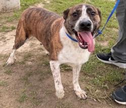 Lost Male Dog last seen S. Los Robles and Allendale Road, Pasadena, CA 91106