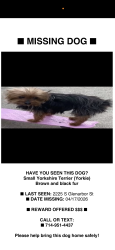 Lost Male Dog last seen Glenarbor St and Pendleton Ave , Santa Ana, CA 92704