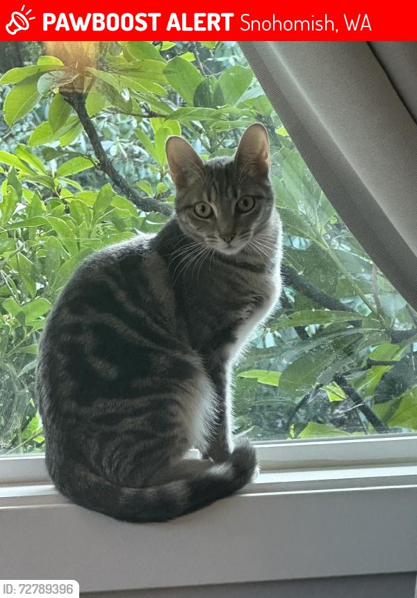 Lost Female Cat last seen 206th St SE/82nd Ave SE Maltby, Snohomish, WA 98296