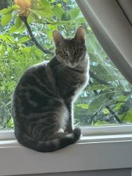 Lost Female Cat last seen 206th St SE/82nd Ave SE Maltby, Snohomish, WA 98296