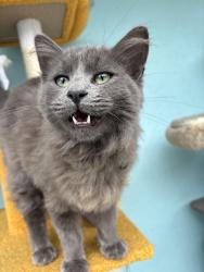 Lost Male Cat last seen Towne and 108th st, Los Angeles, CA 90061