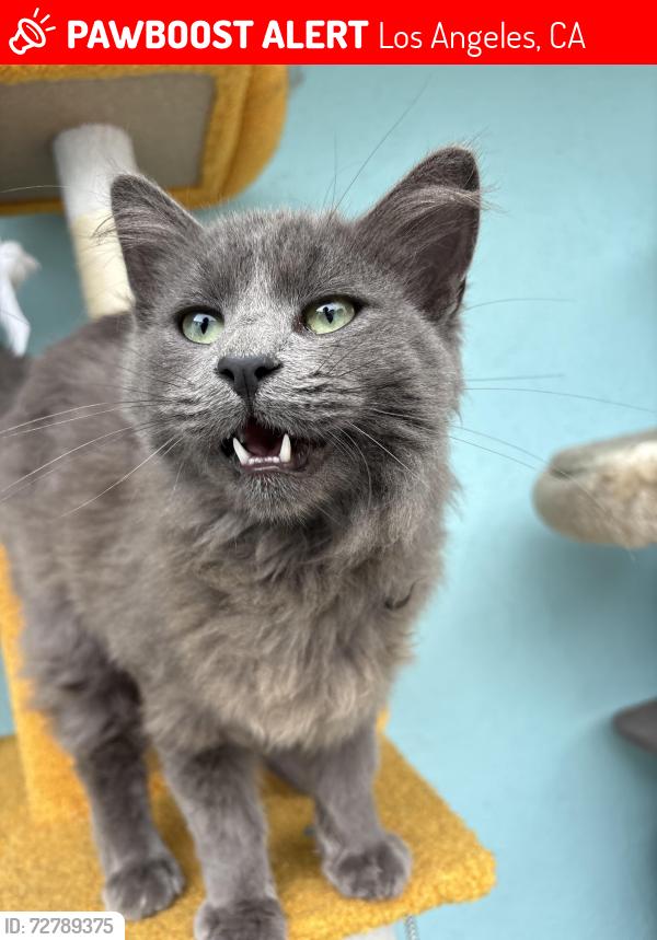 Lost Male Cat last seen Towne and 108th st, Los Angeles, CA 90061