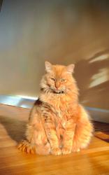 Lost Female Cat last seen Near w valley view dr, Salt Lake City, UT 84120