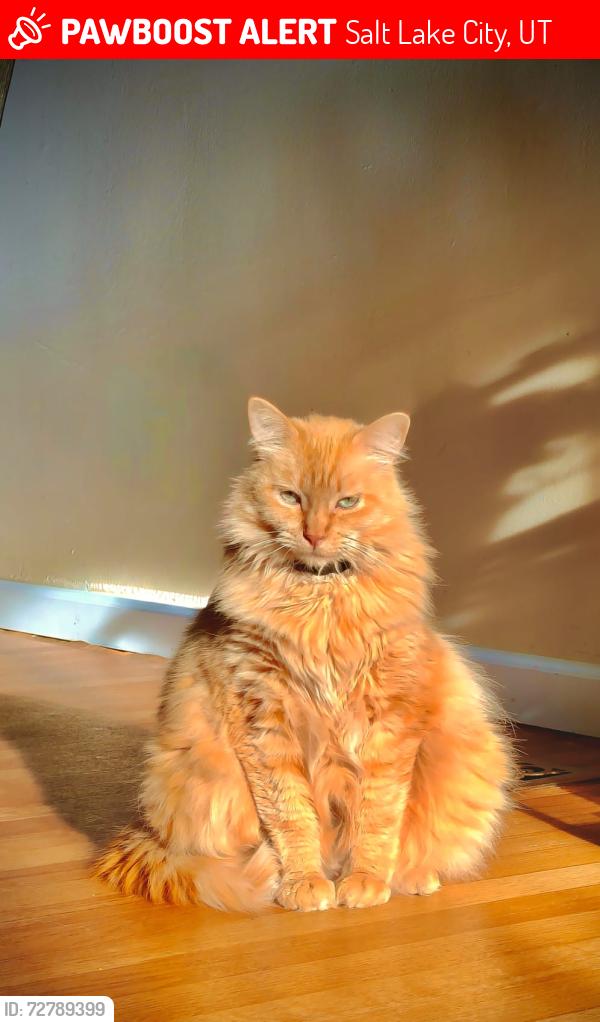 Lost Female Cat last seen Near w valley view dr, Salt Lake City, UT 84120