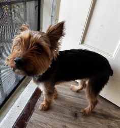 Found/Stray Male Dog last seen 11th Avenue and East 24th Street Oakland, CA 94606, Oakland, CA 94606