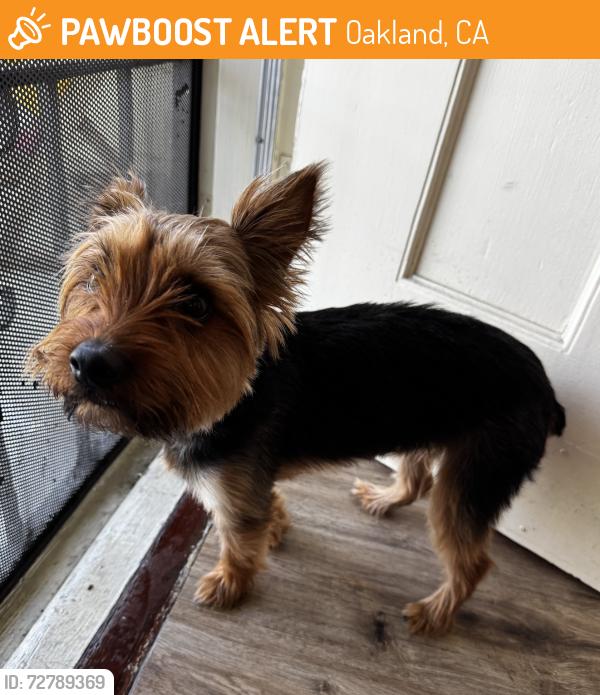 Found/Stray Male Dog last seen 11th Avenue and East 24th Street Oakland, CA 94606, Oakland, CA 94606