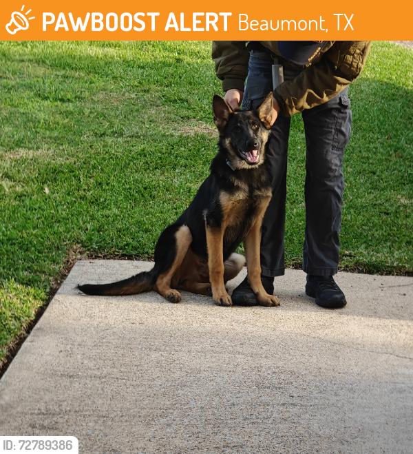 Found/Stray Male Dog last seen Avie Lane & Donna Lane , Beaumont, TX 77708