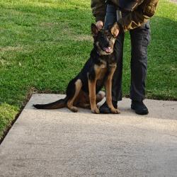 Found/Stray Male Dog last seen Avie Lane & Donna Lane , Beaumont, TX 77708