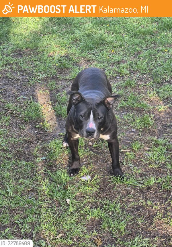 Found/Stray Female Dog last seen Part street, Kalamazoo, MI 49007