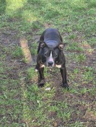 Found/Stray Female Dog last seen Part street, Kalamazoo, MI 49007
