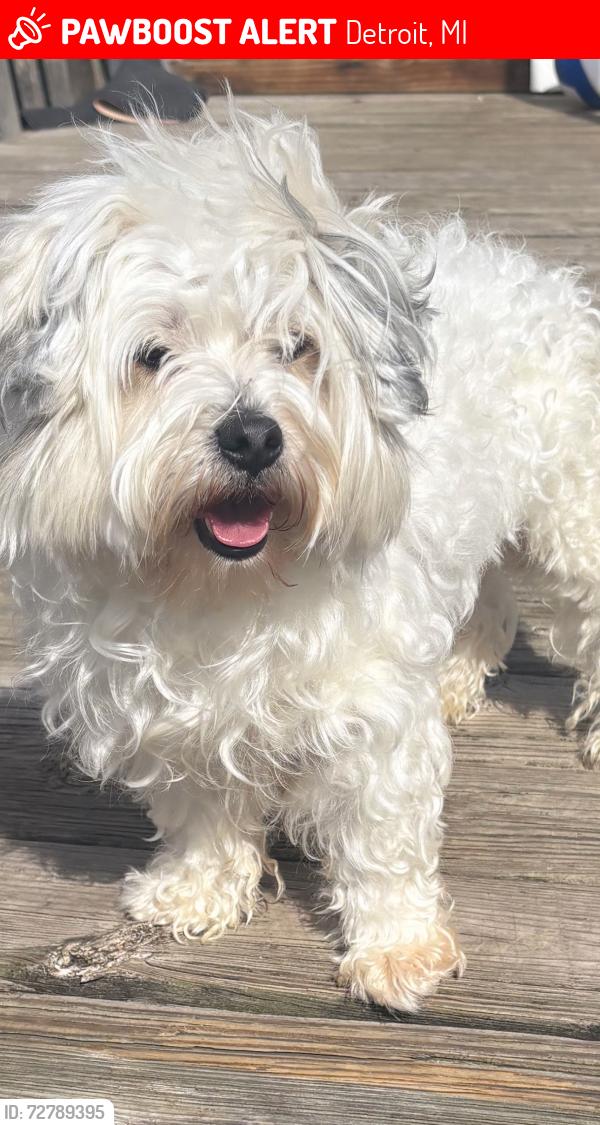 Lost Male Dog last seen Nevada E, Detroit, MI 48212