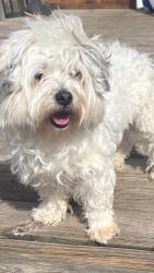 Lost Male Dog last seen Nevada E, Detroit, MI 48212