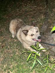 Found/Stray Male Dog last seen San Gabriel coastal trail , Pico Rivera, CA 90660