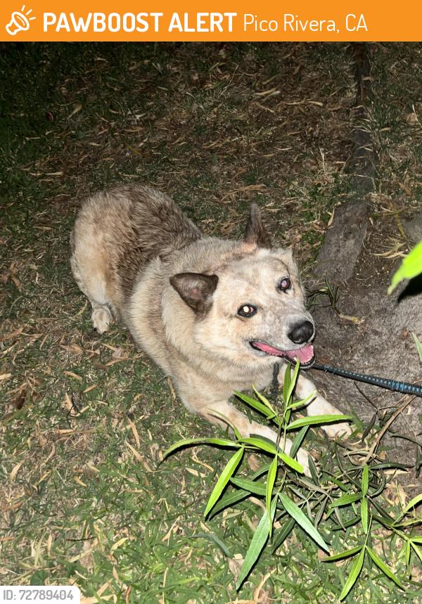 Found/Stray Male Dog last seen San Gabriel coastal trail , Pico Rivera, CA 90660