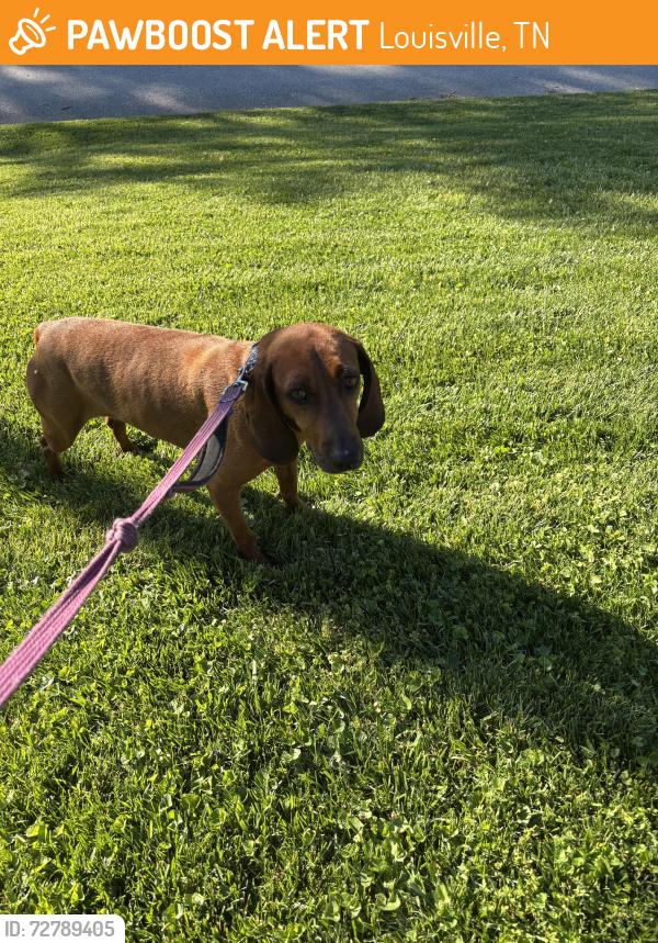 Found/Stray Female Dog last seen Robinson Drive, Louisville, TN 37777