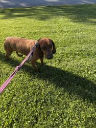 Found/Stray Female Dog last seen Robinson Drive, Louisville, TN 37777