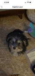 Lost Female Dog last seen Adam’s ave. , Philadelphia, PA 19124