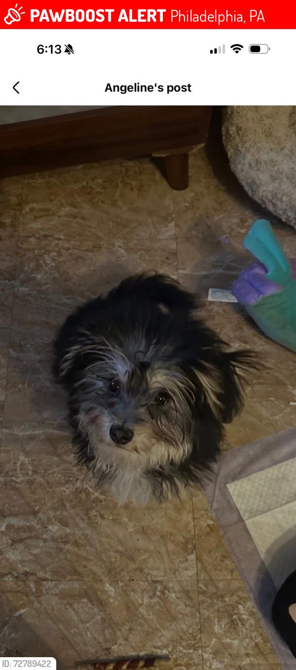 Lost Female Dog last seen Adam’s ave. , Philadelphia, PA 19124