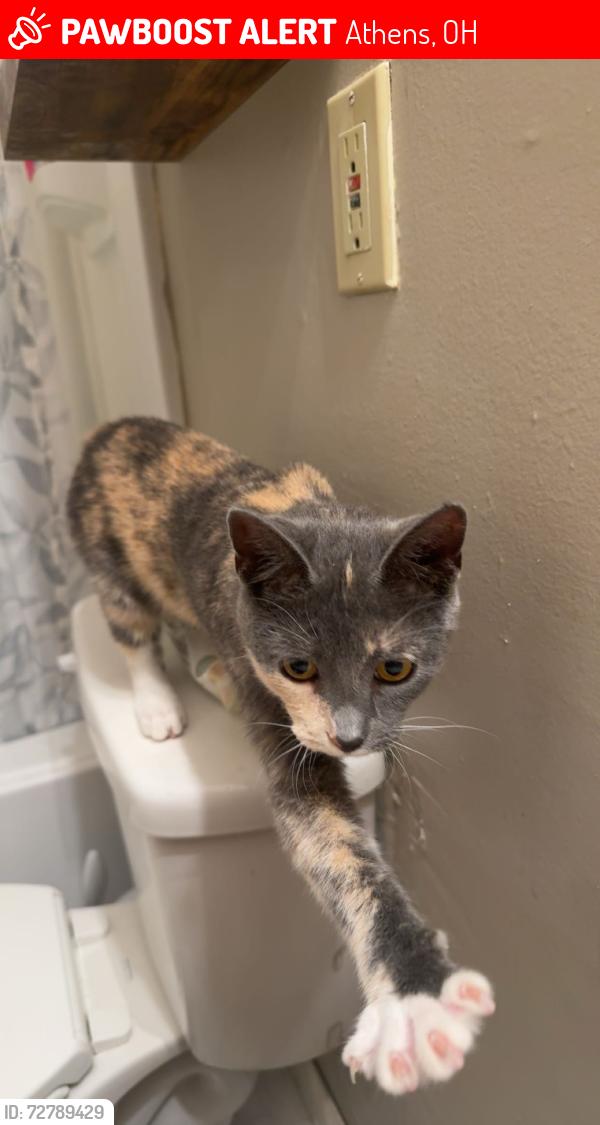 Lost Female Cat last seen Hocking and Mill St, Athens, OH 45701