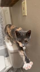 Lost Female Cat last seen Hocking and Mill St, Athens, OH 45701