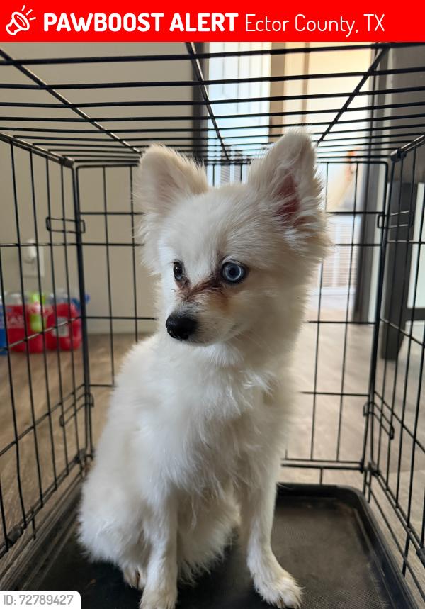 Lost Male Dog last seen East Calcutta and Valencia Street Odessa Tx 79766, Ector County, TX 79766