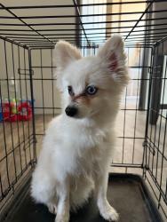 Lost Male Dog last seen East Calcutta and Valencia Street Odessa Tx 79766, Ector County, TX 79766