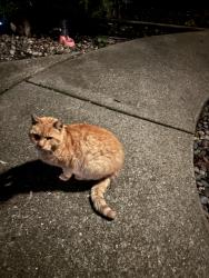 Lost Male Cat last seen Between Anita Ave & San Miguel Ave, Castro Valley, CA 94546, Castro Valley, CA 94546