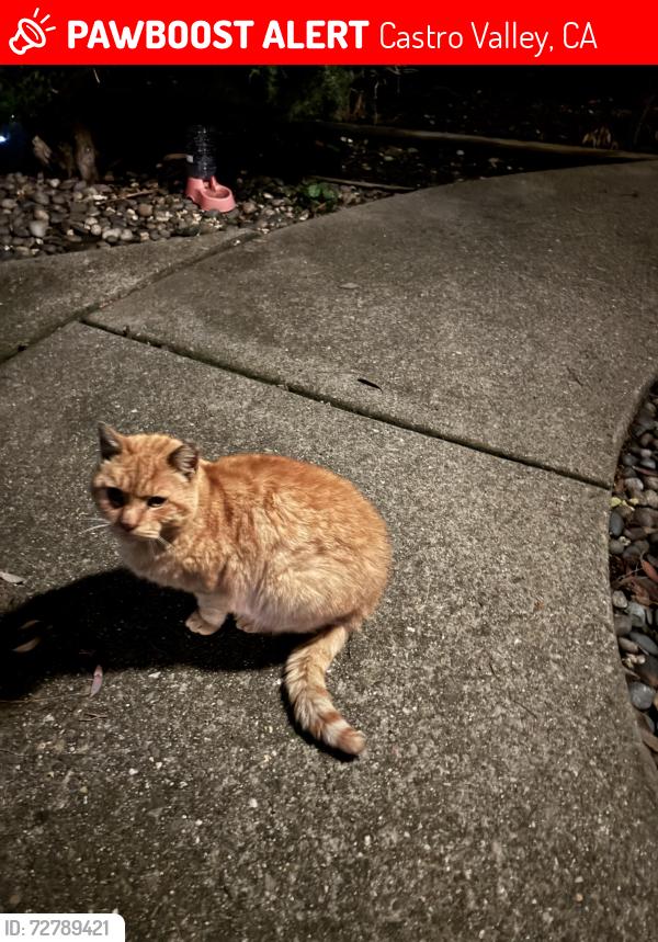 Lost Male Cat last seen Between Anita Ave & San Miguel Ave, Castro Valley, CA 94546, Castro Valley, CA 94546