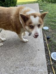 Found/Stray Female Dog last seen Ridgeoak and Windcastle, Mansfield, TX 76063